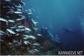 scuba diving photo
