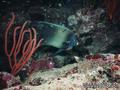 scuba diving photo
