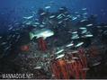 scuba diving photo