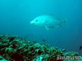 scuba diving photo