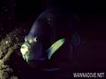 scuba diving photo