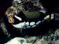 scuba diving photo