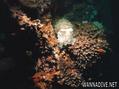 scuba diving photo