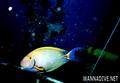 scuba diving photo
