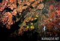 scuba diving photo