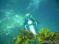scuba diving photo