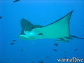 scuba diving photo
