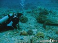 scuba diving photo