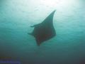 scuba diving photo