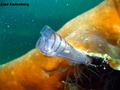 scuba diving photo