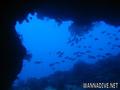 scuba diving photo