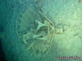 scuba diving photo