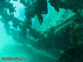scuba diving photo