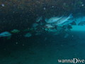 scuba diving photo
