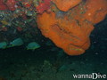 scuba diving photo