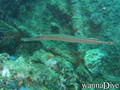 scuba diving photo
