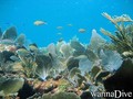 scuba diving photo