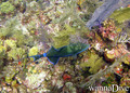 scuba diving photo