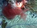 scuba diving photo