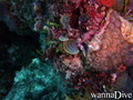 scuba diving photo
