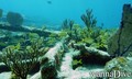 scuba diving photo