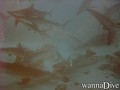 scuba diving photo