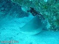 scuba diving photo