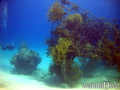 scuba diving photo
