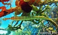 scuba diving photo