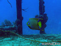 scuba diving photo