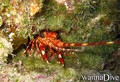 scuba diving photo