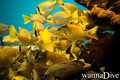 scuba diving photo