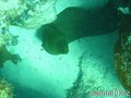 scuba diving photo