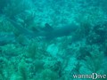 scuba diving photo