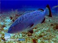 scuba diving photo