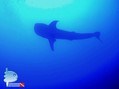scuba diving photo