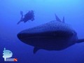 scuba diving photo