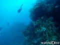 scuba diving photo