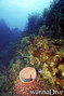 scuba diving photo