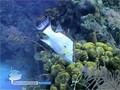 scuba diving photo