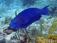 scuba diving photo