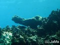 scuba diving photo