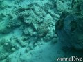 scuba diving photo