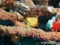 scuba diving photo