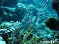 scuba diving photo