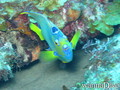 scuba diving photo
