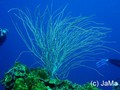 scuba diving photo