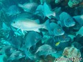scuba diving photo