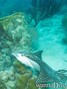 scuba diving photo