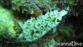 scuba diving photo